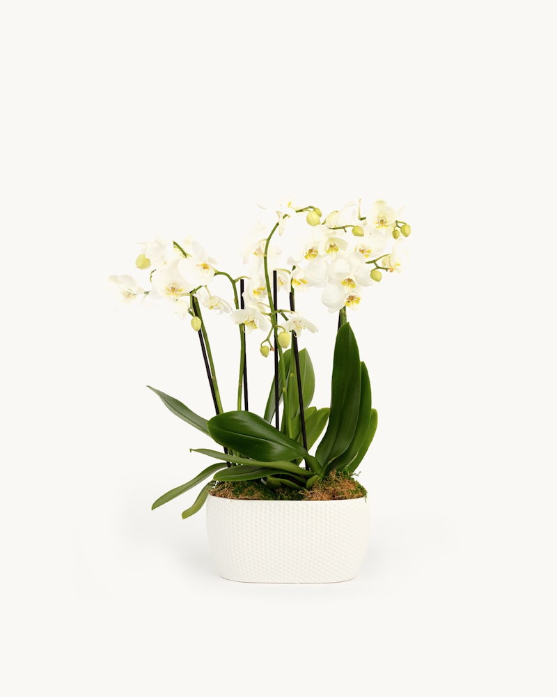 Elegant white orchid plant with vibrant green leaves in a textured white pot against a clean, isolated white background, perfect for a minimalist decor theme.