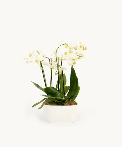 Elegant white orchids in a textured white pot, perfect for home decor and brightening interiors.