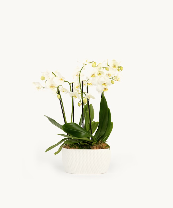 Elegant white orchids in a textured white pot, perfect for home decor and brightening interiors.