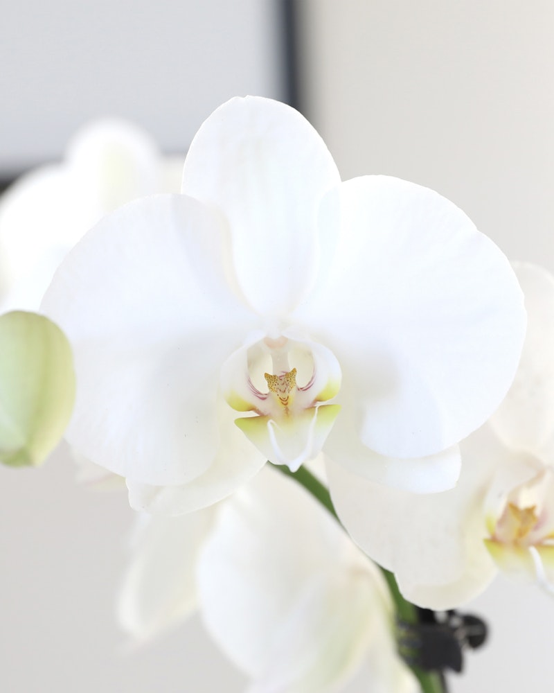 Close-up of a delicate white orchid with a blurred background, highlighting the flower's elegant petals and intricate center details.