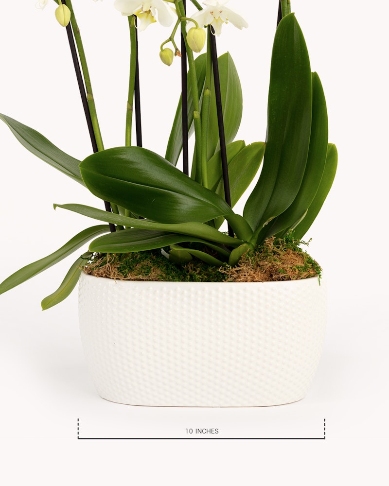 Elegant white orchids with lush green leaves in a textured white pot, accented with moss, showcasing the plant's height at 10 inches against a white background.