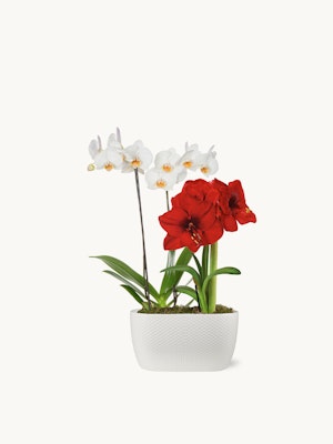 Elegant arrangement of white and red orchids in a modern white planter, perfect for decor.