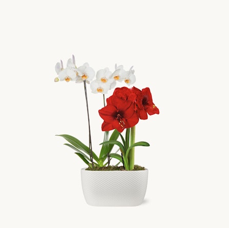 Elegant arrangement of white and red orchids in a modern white planter, perfect for decor.