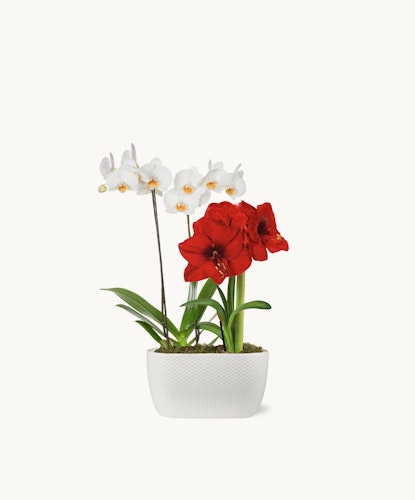 Elegant arrangement of white and red orchids in a modern white planter, perfect for decor.