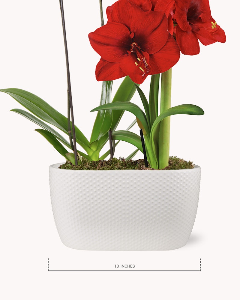Vibrant red amaryllis flowers blooming in a white textured pot with green leaves and moss, against a white background, with a 10 inches measurement scale.