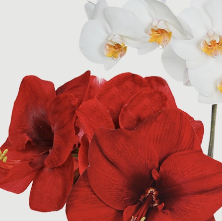 Vibrant red amaryllis flowers combined with elegant white orchids in a delightful arrangement.