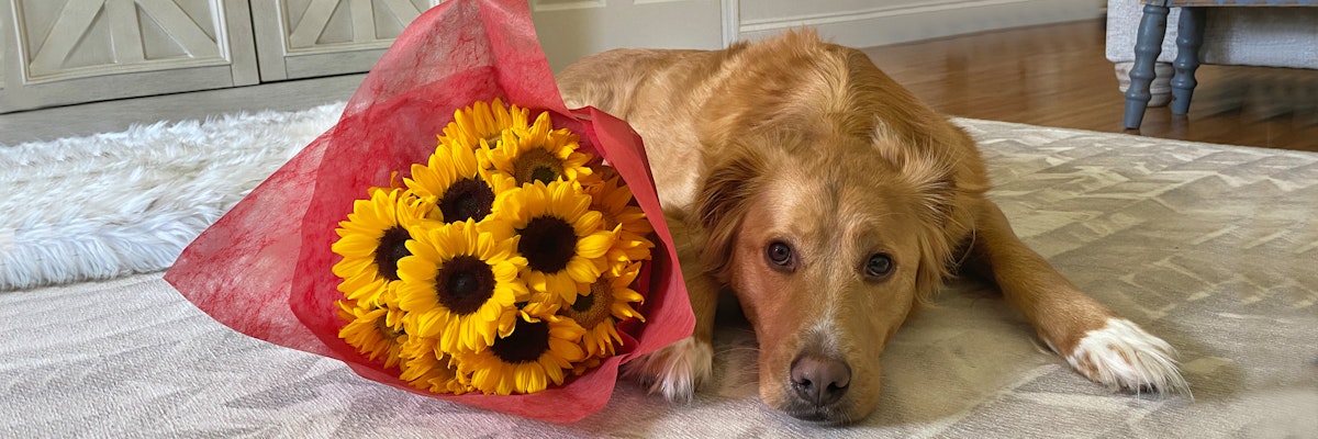 A golden retriever mix lying beside a vibrant bouquet of sunflowers on a cozy rug.