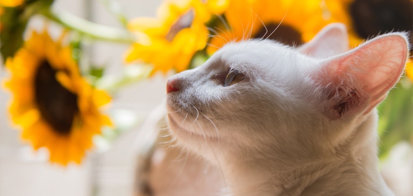 White cat gazing thoughtfully among vibrant sunflowers, creating a warm, serene atmosphere.