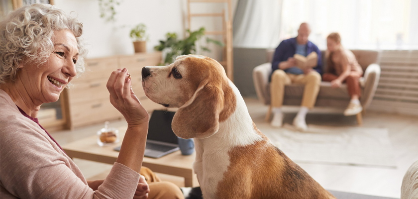 A joyful woman interacting with her beagle dog in a cozy living room setting.