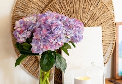 Beautiful purple and blue hydrangea bouquet in a vase, with a lit candle and woven wall decor in a cozy interior setting, conveying a warm, inviting atmosphere.