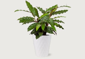 Lush green potted plant with shiny, broad leaves standing in a white, textured ceramic planter against a neutral background, suitable for home and office decor.