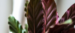 Close-up of deep purple and green leaves of a Calathea plant with soft-focus background, highlighting the unique coloration and patterns of the foliage.