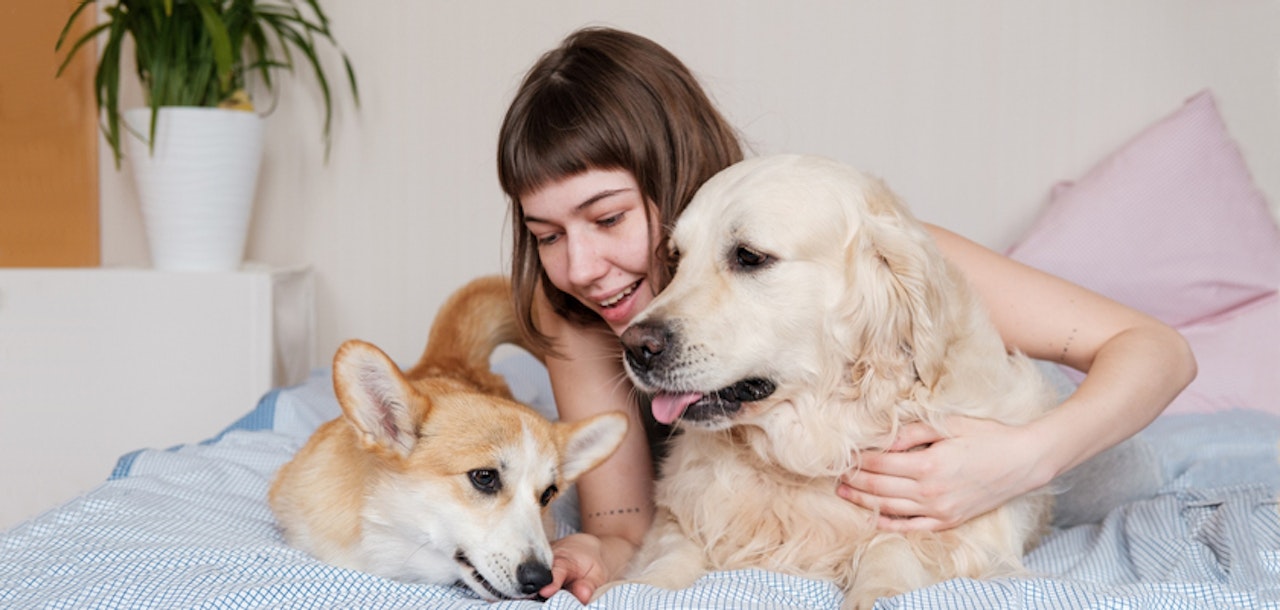 A joyful moment with a woman and her Corgi and Golden Retriever lounging on a cozy bed.