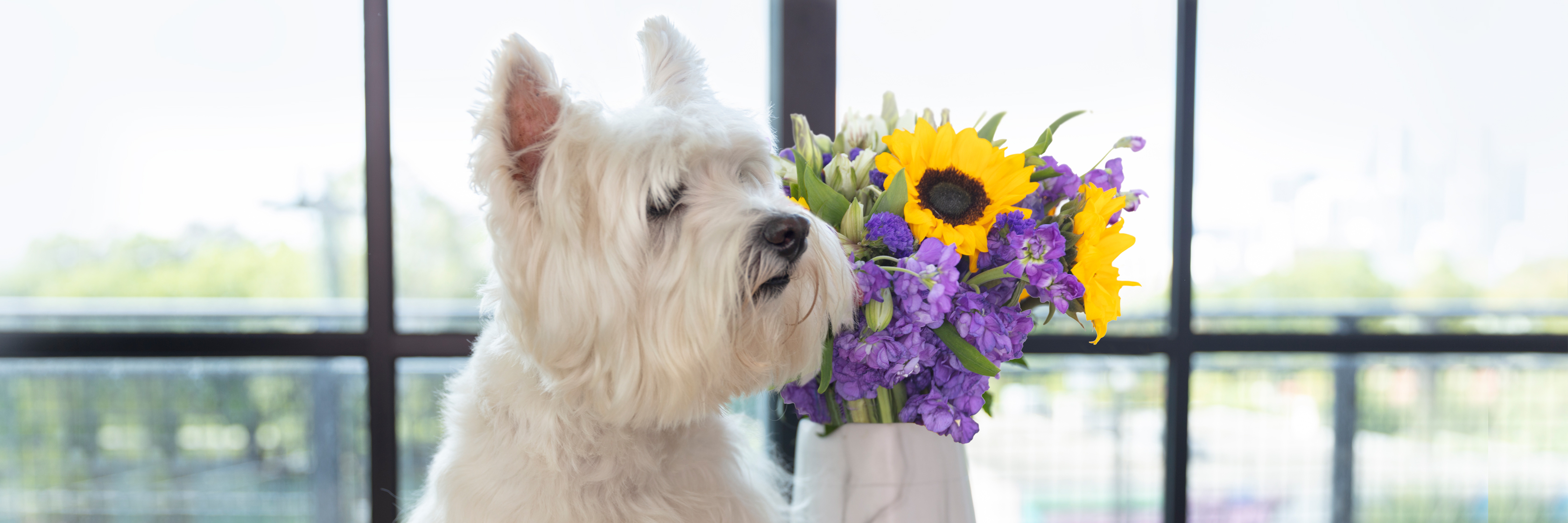 A small white dog sitting beside a vibrant bouquet of sunflowers and purple flowers.