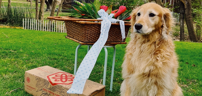 Golden retriever sitting proudly beside a floral arrangement and gift box in a lush garden.