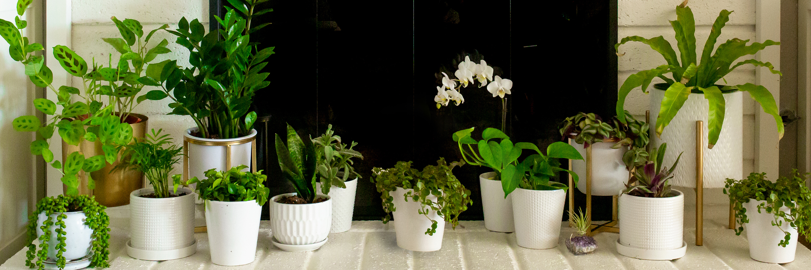 Lush indoor plant collection in stylish white pots, adding greenery to any space.