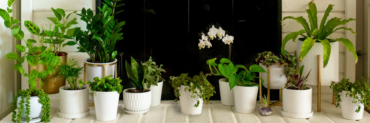 Lush indoor plant collection in stylish white pots, adding greenery to any space.