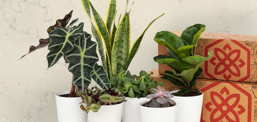 An elegant display of diverse houseplants in stylish pots, perfect for home decor enthusiasts.