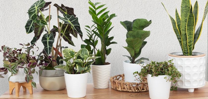 A vibrant assortment of indoor plants in stylish pots, enhancing home decor and air quality.