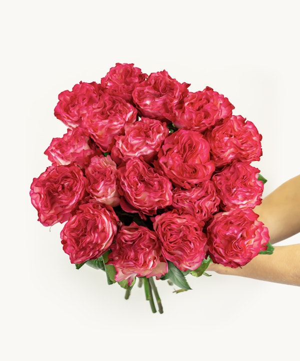 A vibrant bouquet of pink roses with ruffled petals presented on a white background, held in the corner by a person's hand.