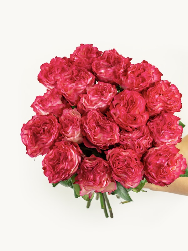 A vibrant bouquet of pink roses with ruffled petals presented on a white background, held in the corner by a person's hand.