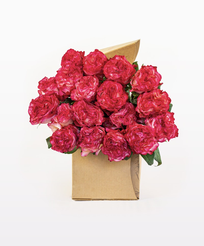 Bouquet of vibrant pink roses wrapped in brown craft paper against a white background, symbolizing romance, appreciation, or celebration.