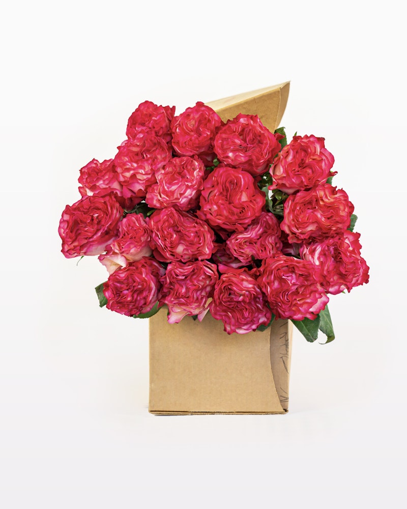 Bouquet of vibrant pink roses wrapped in brown craft paper against a white background, symbolizing romance, appreciation, or celebration.