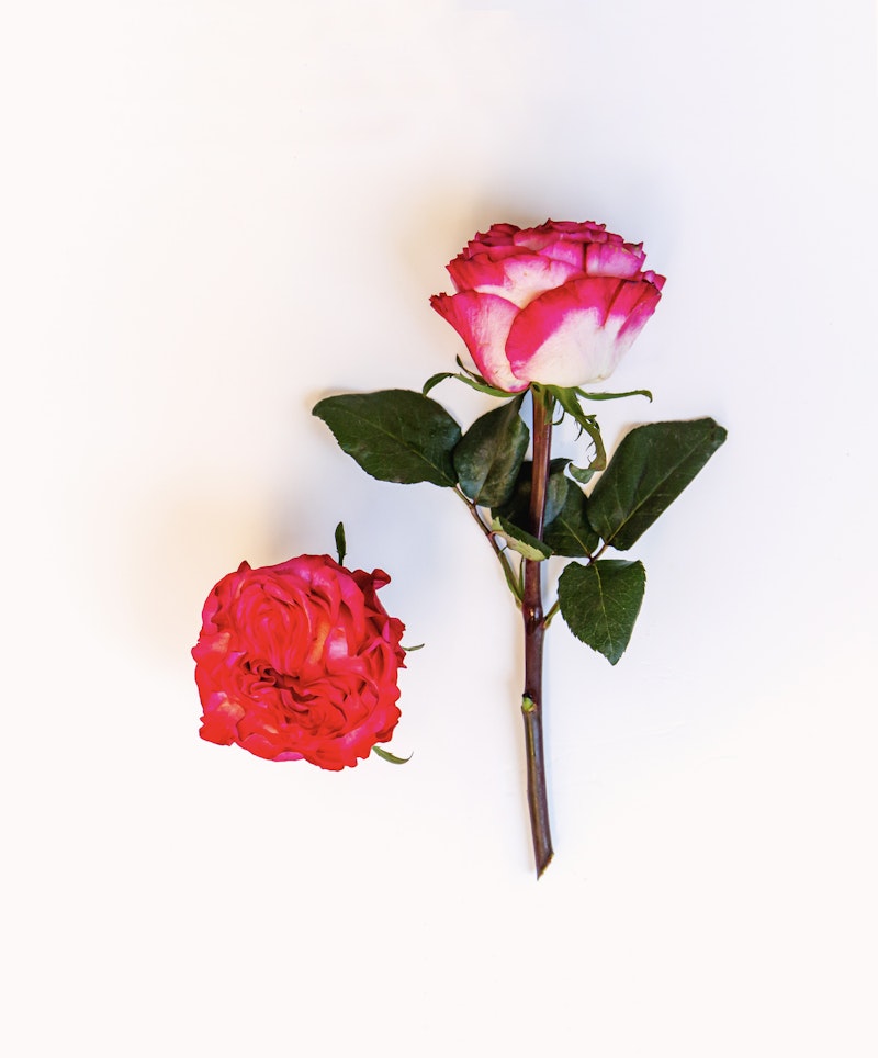 A vibrant pink and white rose with green leaves beside a fully bloomed red rose laying on a white background, illustrating simplicity and natural beauty.