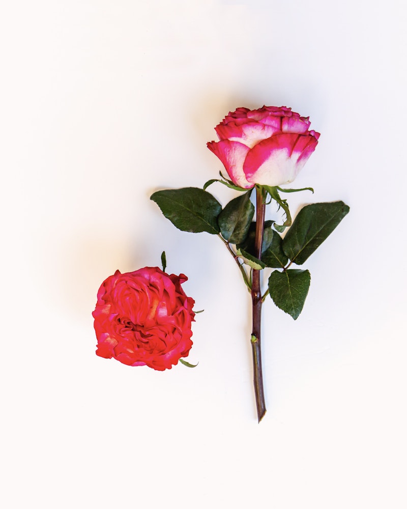 A vibrant pink and white rose with green leaves beside a fully bloomed red rose laying on a white background, illustrating simplicity and natural beauty.
