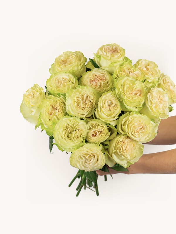 A bouquet of fresh pale green roses held by a person against a white background, showcasing the intricate petal patterns and natural beauty of the flowers.