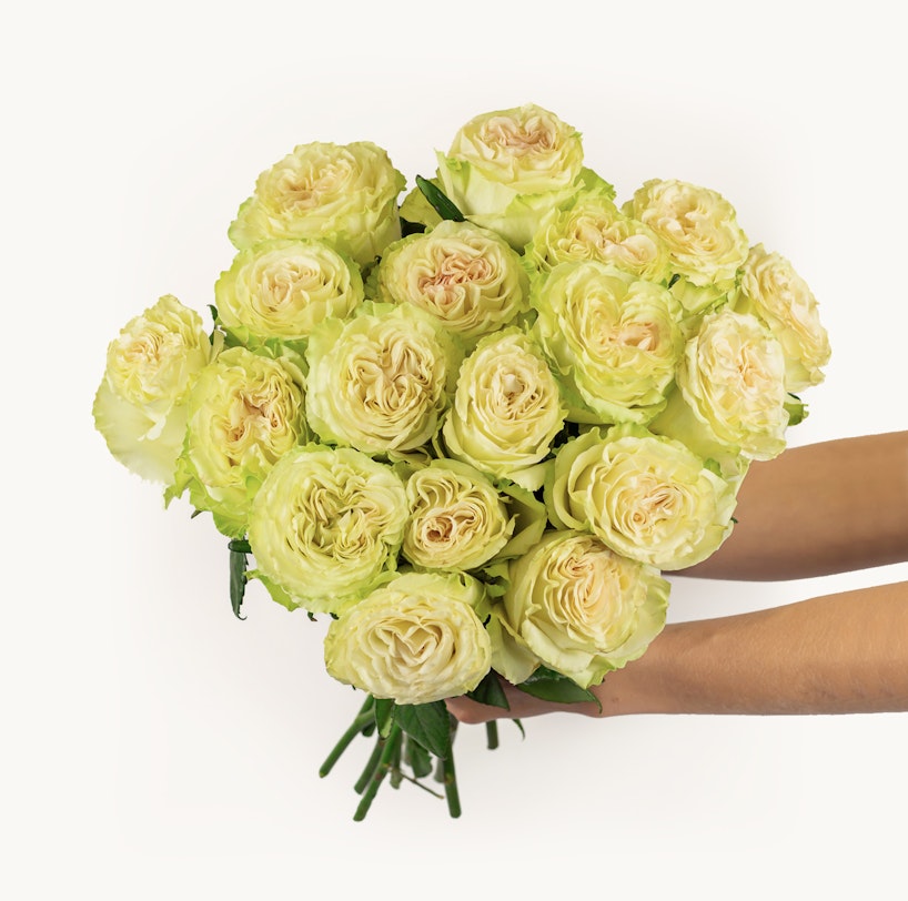 A bouquet of fresh pale green roses held by a person against a white background, showcasing the intricate petal patterns and natural beauty of the flowers.