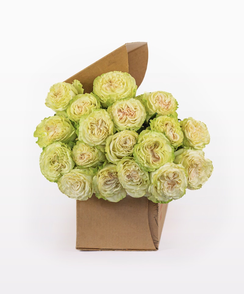 Bouquet of green roses with a hint of pink at the tips, creatively arranged in a brown cardboard presentation box, displayed against a white background.