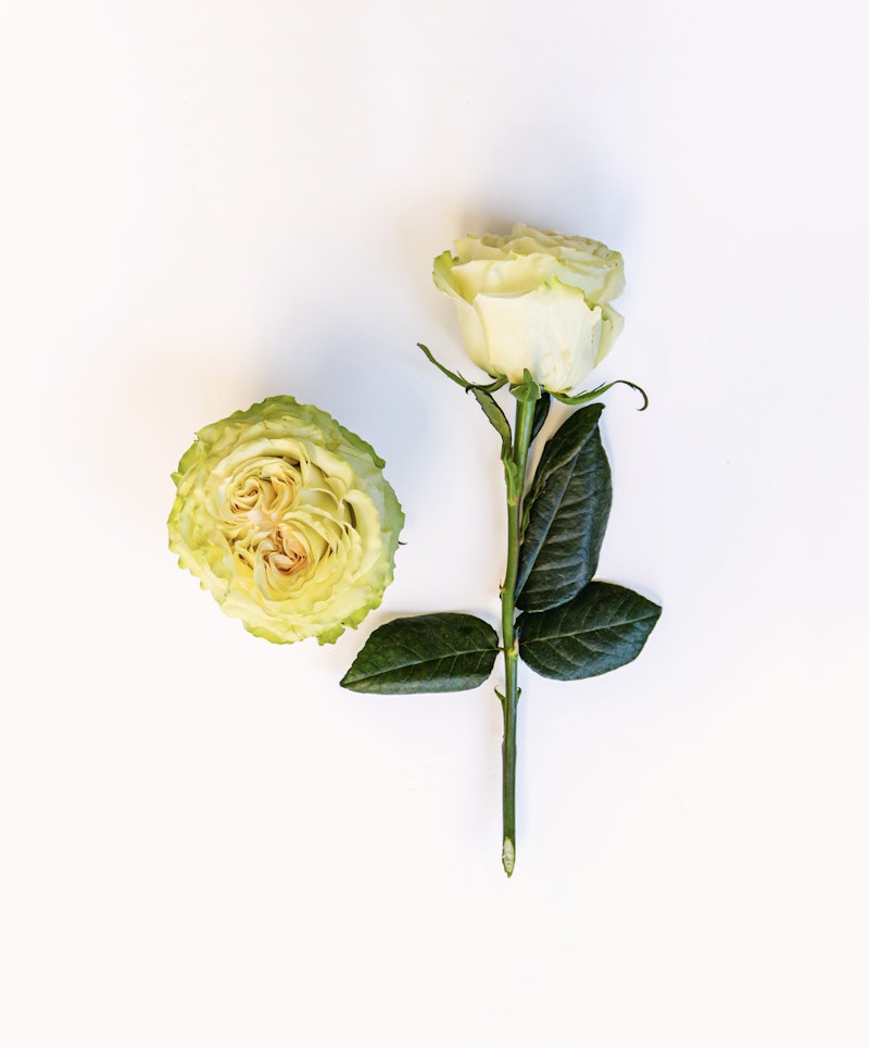 A vibrant green ranunculus flower lying next to a delicate white rose with dark green leaves on a bright white background.