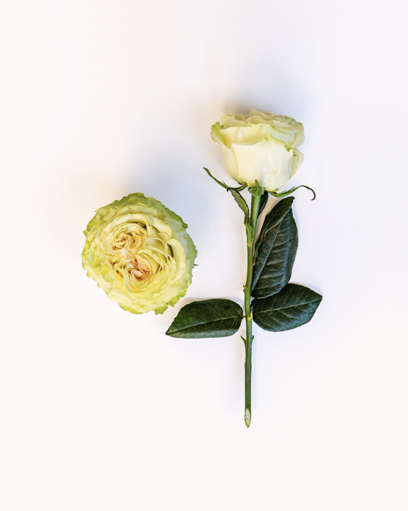 A vibrant green ranunculus flower lying next to a delicate white rose with dark green leaves on a bright white background.