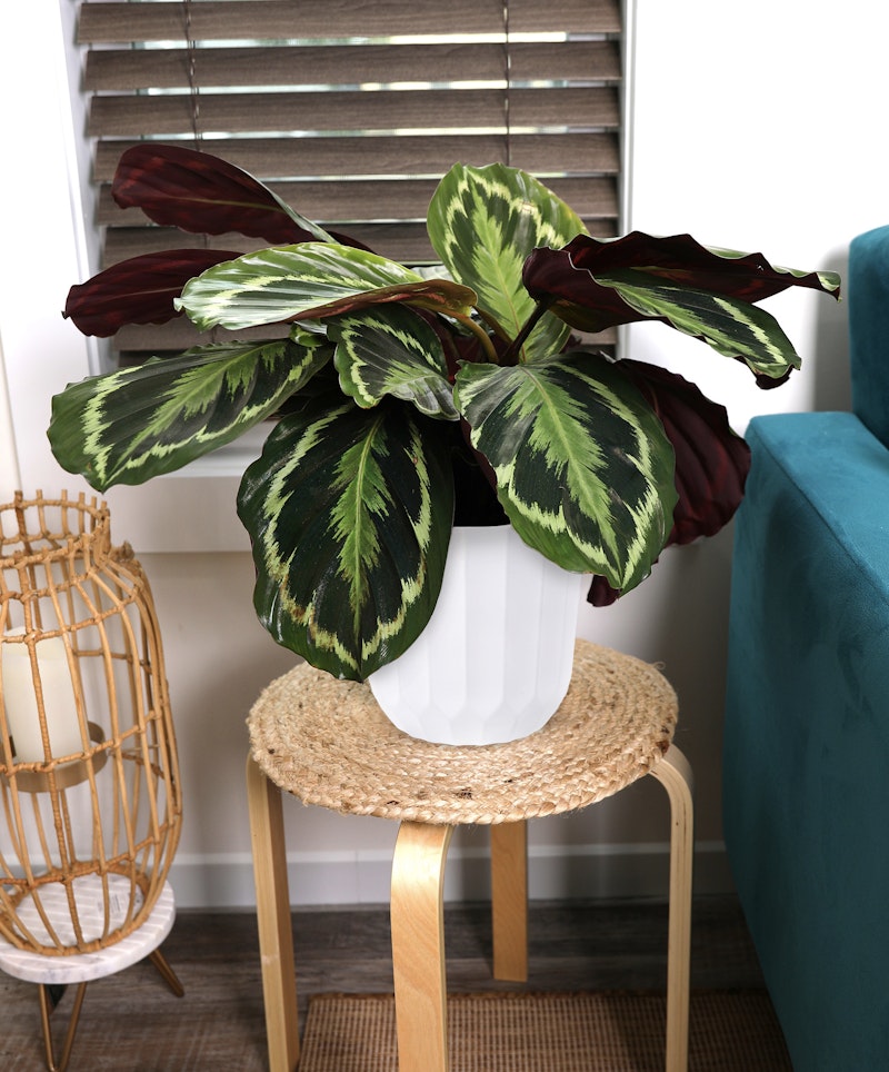 Lush Calathea plant with vibrant green and purple leaves in a white pot on a wooden stool with a natural fiber mat, next to a woven chair and teal sofa by window blinds.