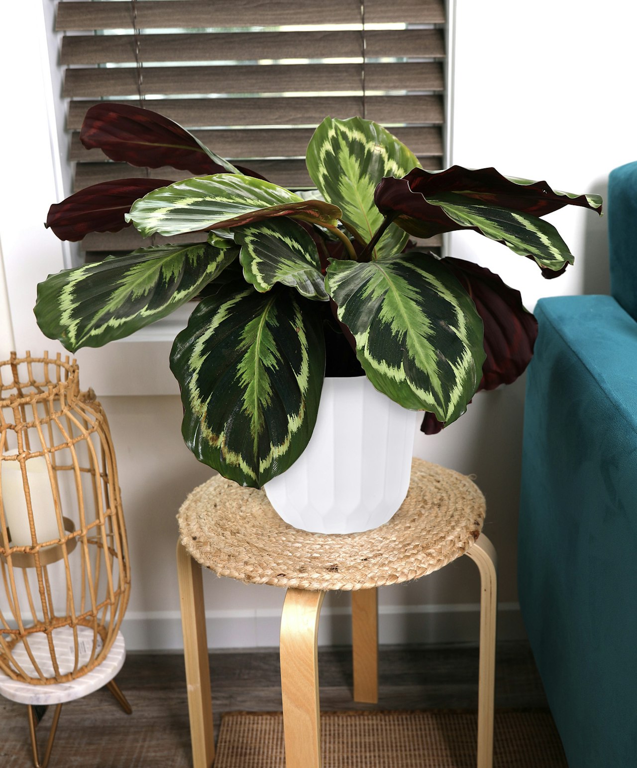 Vibrant Calathea plant in a stylish white pot, nestled on a woven stool in a cozy living room.