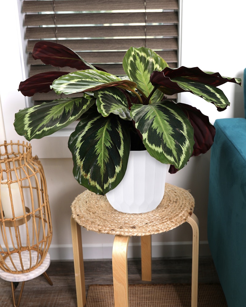 Lush Calathea plant with vibrant green and purple leaves in a white pot on a wooden stool with a natural fiber mat, next to a woven chair and teal sofa by window blinds.
