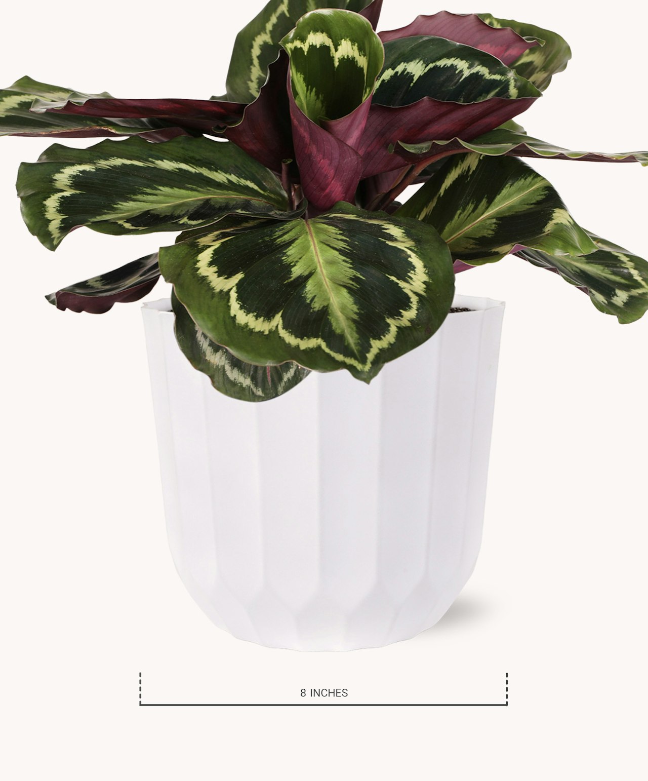 A vibrant Calathea plant in a stylish white pot, measuring 8 inches tall, perfect for home decor.