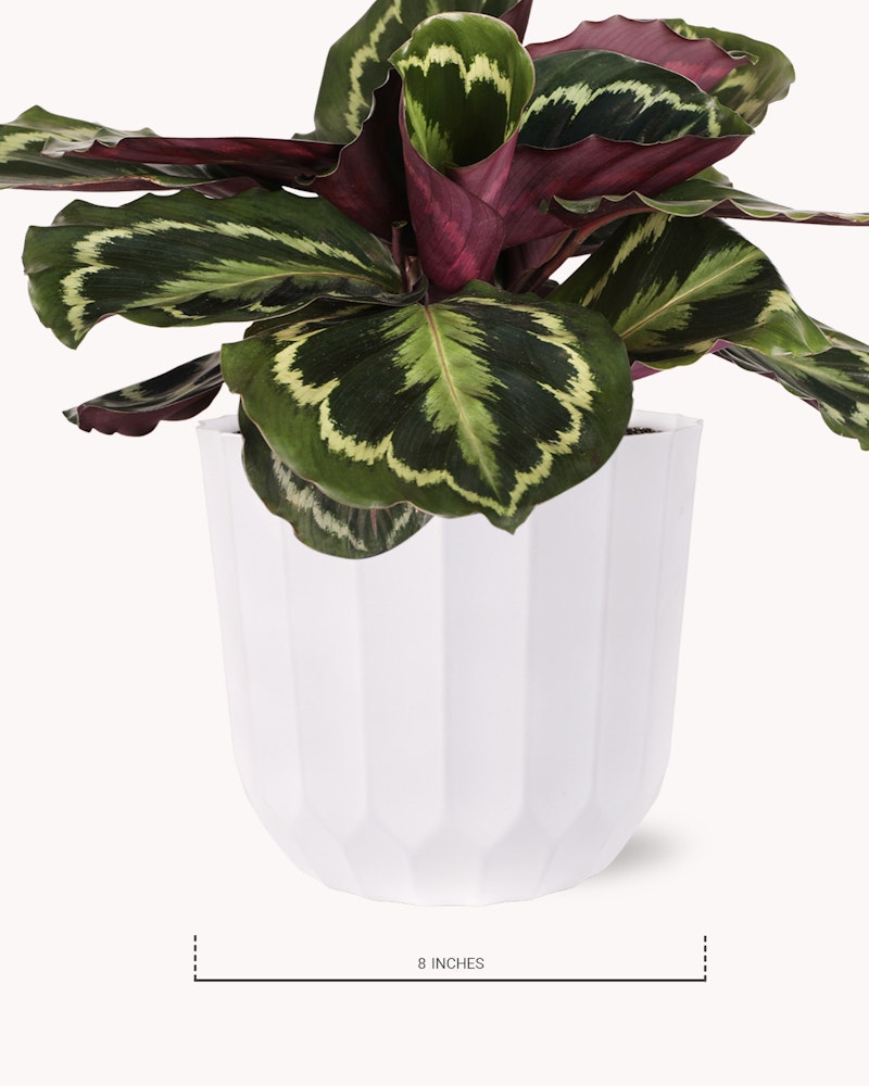 Lush Calathea plant with vibrant green and purple leaves in a white geometric pot, measuring approximately 8 inches in height, displayed against a clean white background.