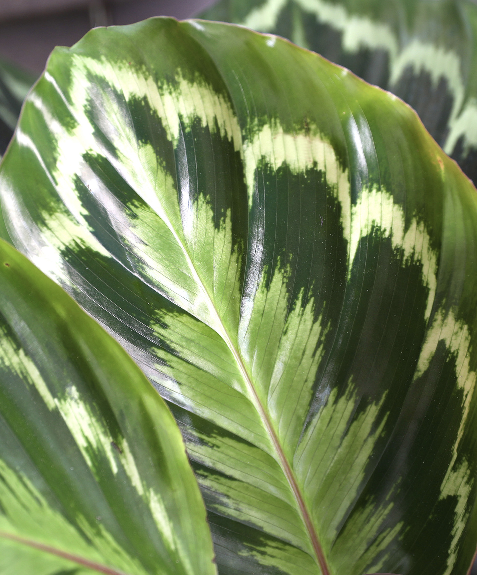 Large Calathea Medallion
