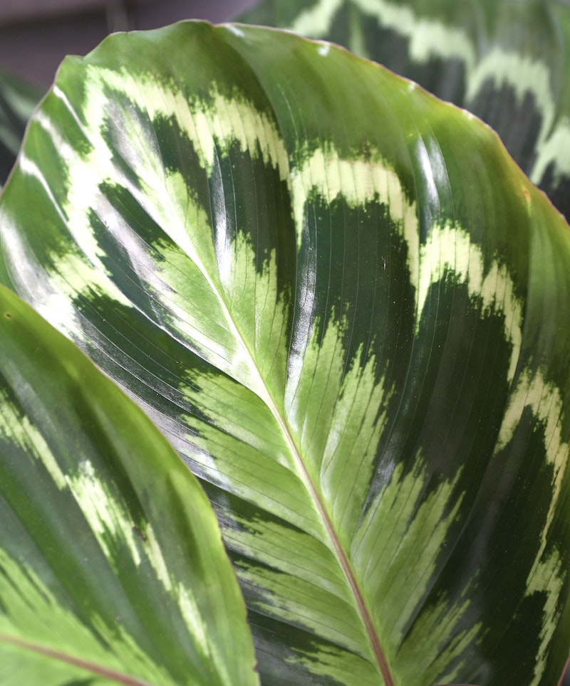 Close-up of a vibrant Calathea leaf with its characteristic green and creamy-white striped pattern, a popular houseplant for indoor decor.
