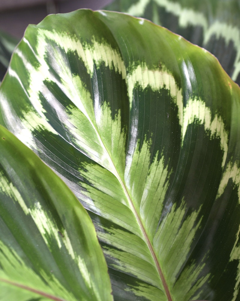 Close-up of a vibrant Calathea leaf with its characteristic green and creamy-white striped pattern, a popular houseplant for indoor decor.