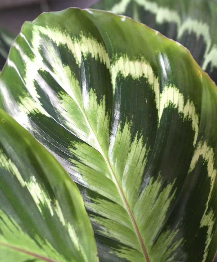 Beautiful close-up of a glossy green leaf featuring striking light and dark green patterns.