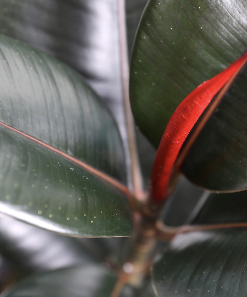Close-up of a vibrant red emerging shoot of a plant surrounded by lush green leaves with visible textures and droplets, highlighting nature's intricate beauty.