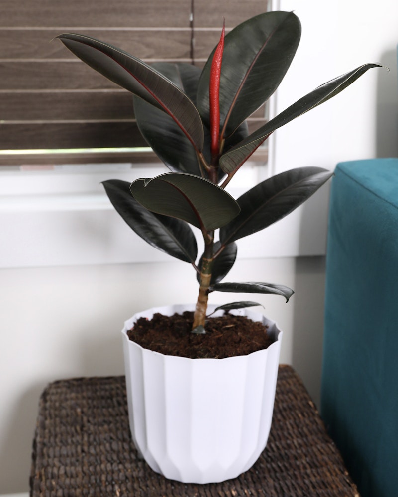 A lustrous rubber plant with dark green leaves and a striking red sheath, growing in a modern white pot, placed on a woven mat beside a blue sofa against a wooden backdrop.
