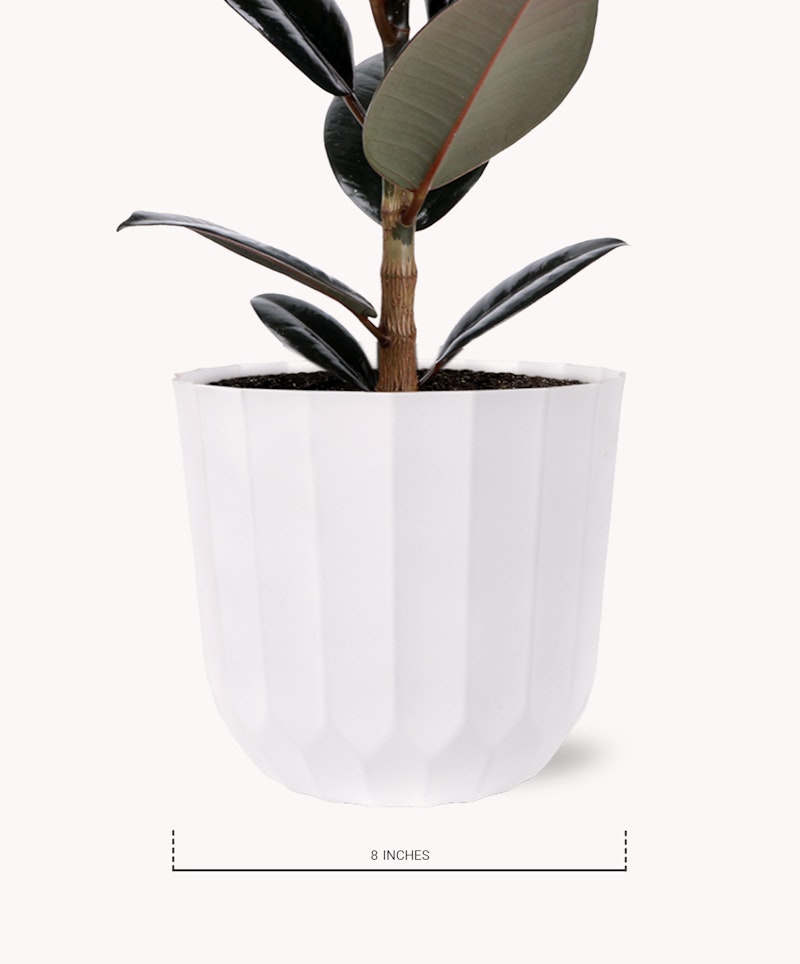 Elegant rubber plant with glossy burgundy and green leaves potted in a modern white faceted planter, isolated on a white background, indicated as 8 inches in size.