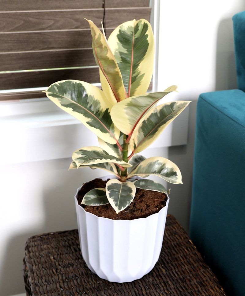 A vibrant rubber plant with variegated leaves in shades of green and yellow sits in a white pot on a wooden table next to a teal sofa, adding a pop of natural beauty.