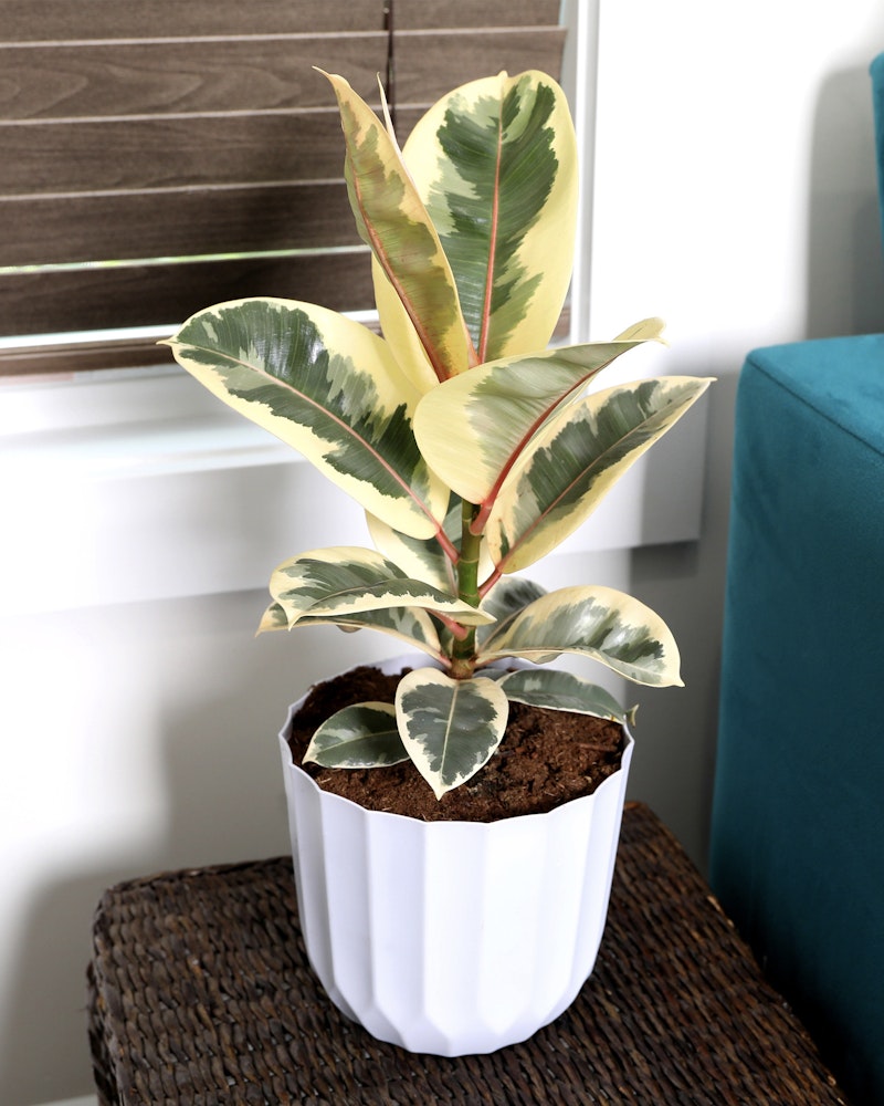 A vibrant rubber plant with variegated leaves in shades of green and yellow sits in a white pot on a wooden table next to a teal sofa, adding a pop of natural beauty.