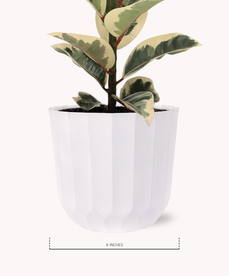 Variegated rubber plant with green and cream leaves in a modern white faceted planter, approximately 8 inches in height, isolated on a light background.