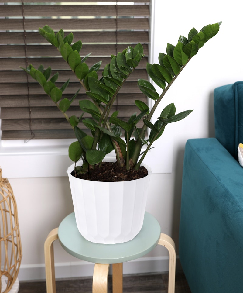 Lush green potted plant placed on a wooden stool with teal legs, next to a teal armchair, indoors with a brown window blind in the background.